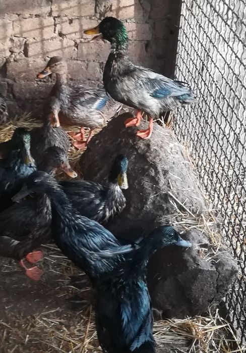 Продам подсадных кряковых уток