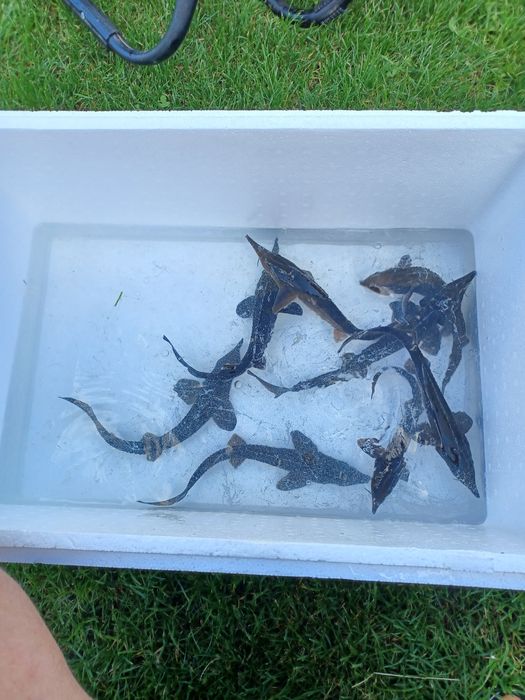 Palia , Pstrąg , Sandacz , Okoń , Jesiotr.