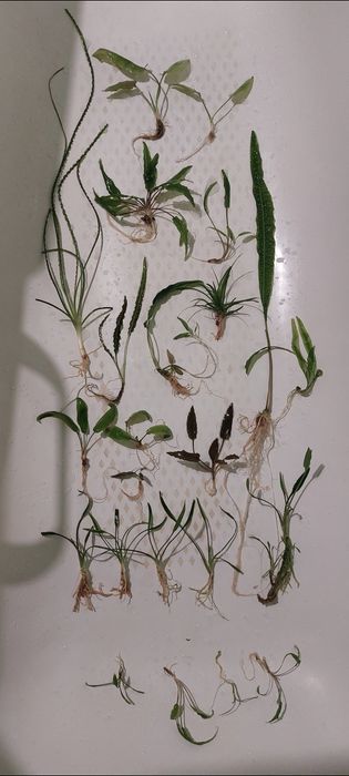 Папороті,анубіаси,рослини