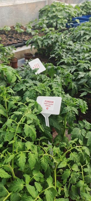 Pomidory papryki ogórki melony arbuzy cukinie sadzonki