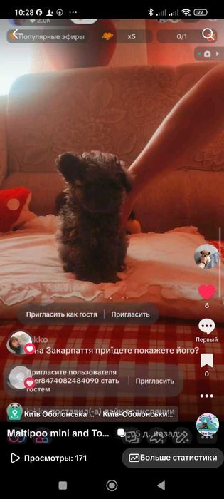 Помапу Шпицепу   Мини / Микро  Голубой  Мерле