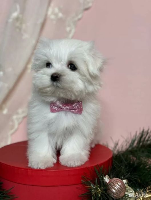 Супер розкішь мальтезе