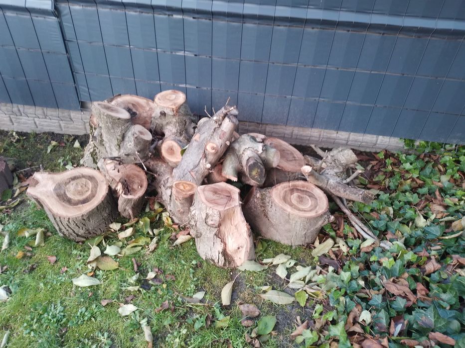 Drewno orzech    klocki i grube konary