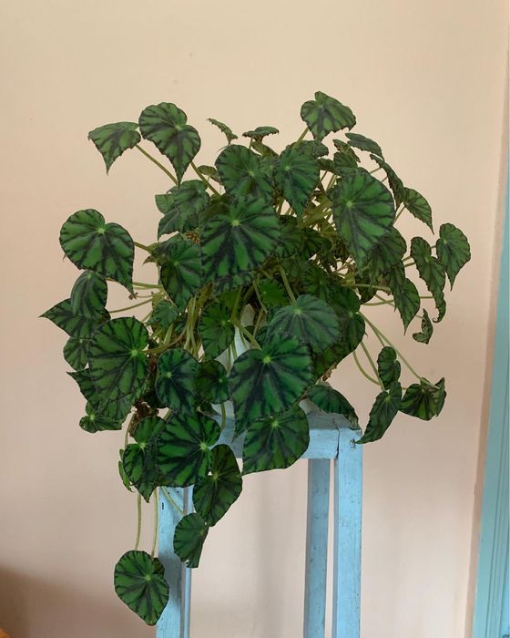 Бегонія королівська