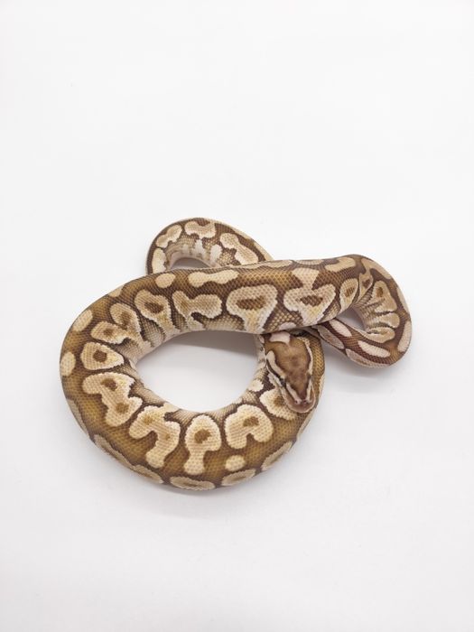 Wąż Subadult Samiec