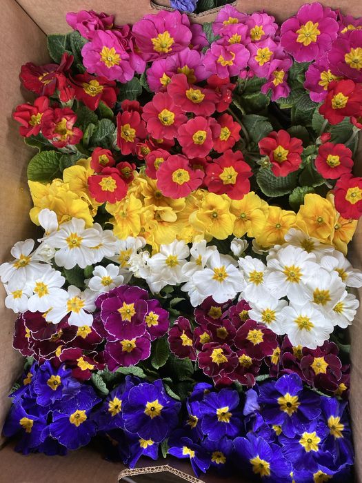 Продам оптом квіти: цикламен,крокус,примула,геоцинт,цинерарія,лютик