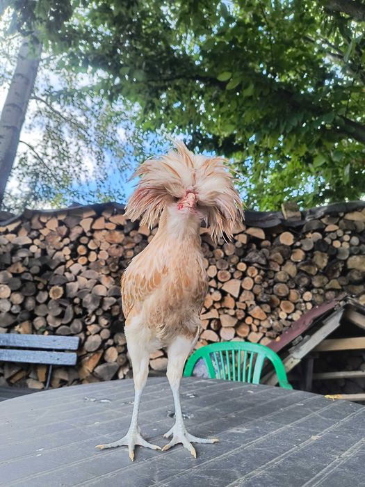 Kogut Czubatki Paderewskiej brodatej