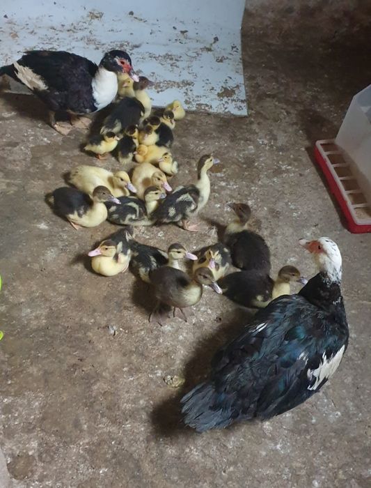 Patos criados ao ar livre