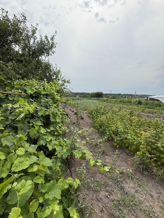 Продаж домоволодіння з двома будинками для великої родини в с. Вергуни