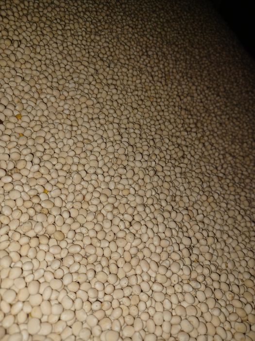 Sprzedam łubin biały