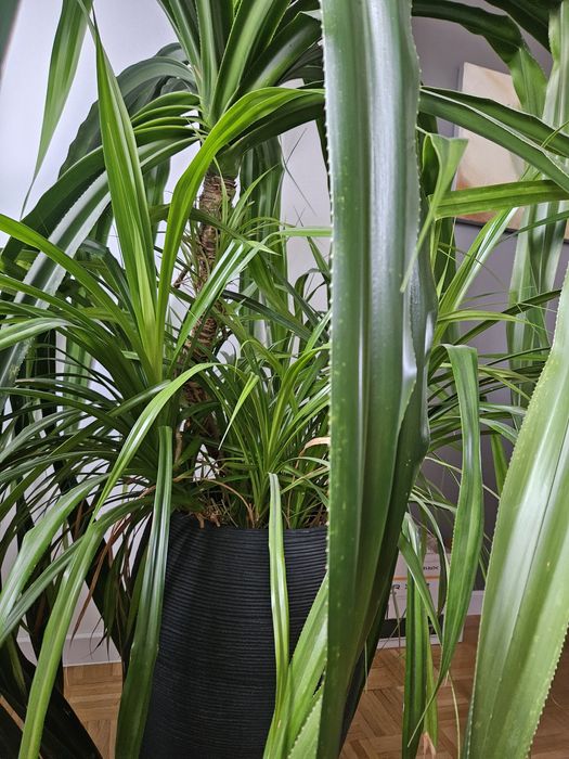 Dracena dua z doniczk Czyowice  OLX.pl