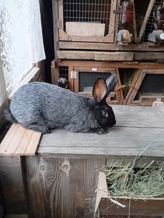 Продам кролиці і кролі