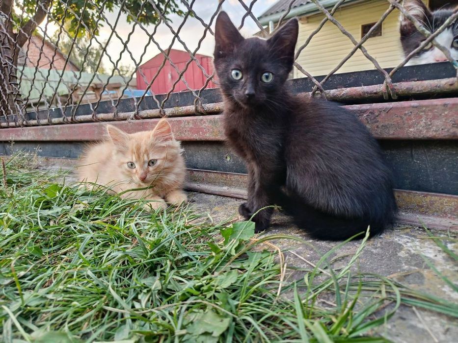 Кошеня хлопчик у добрі руки