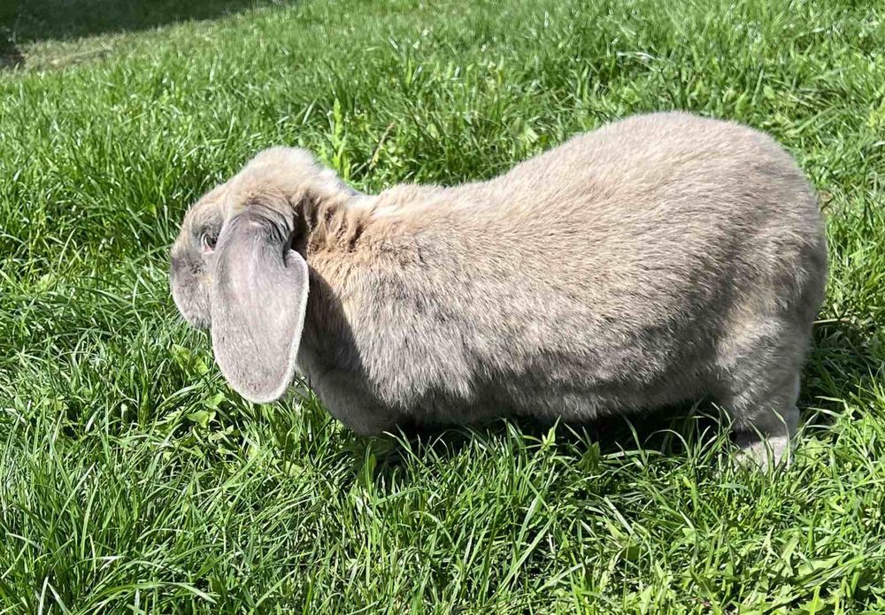 Кролі (німецький строкатий велетень;французький баран)