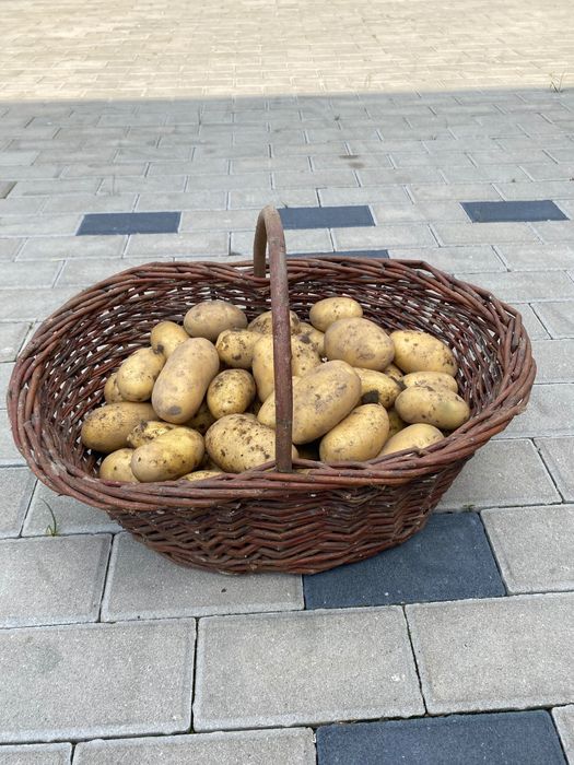 Ziemniaki jadalne queen Anna