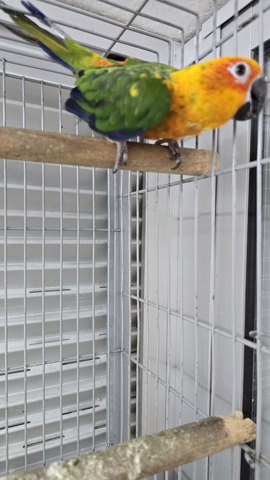 Aratinga jandaia e ring neck