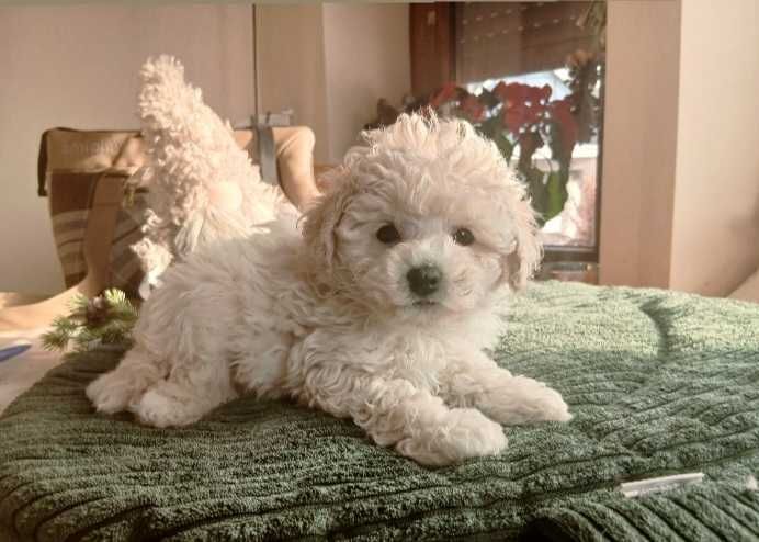 Pudel biały  miniatura/toy