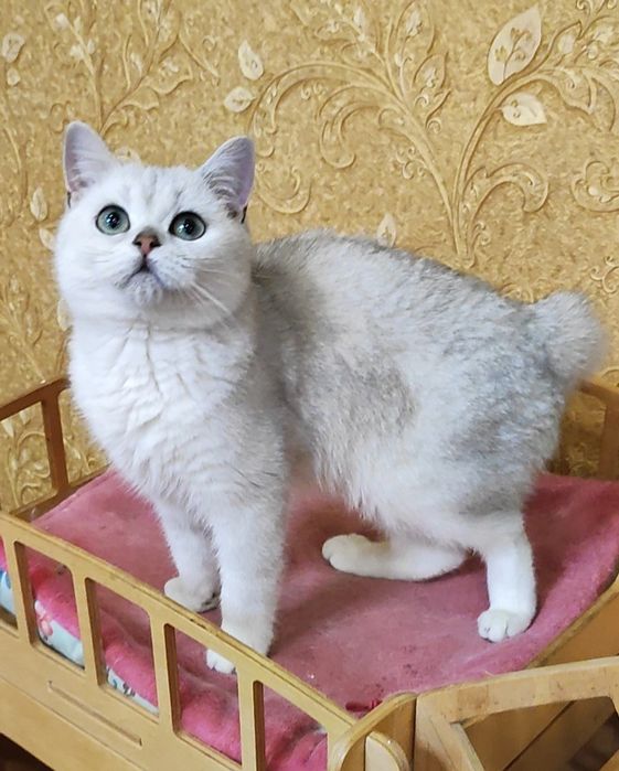 Мальчик серебристый шиншилла