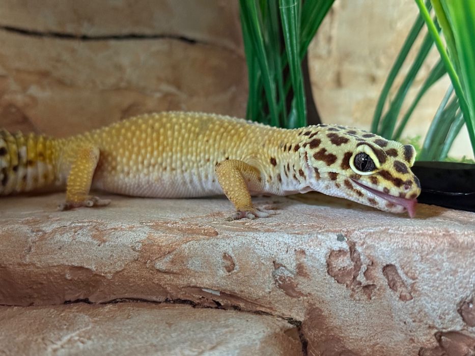 Gekon lamparci + terrarium