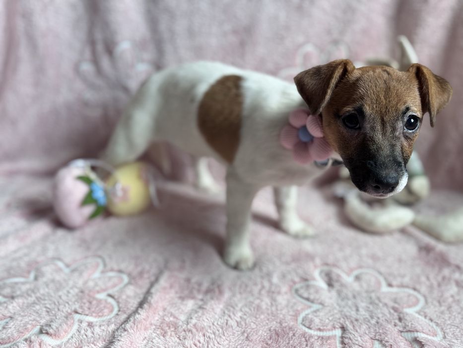 Jack Russell Terrier - SUNIA gotowa do odbioru