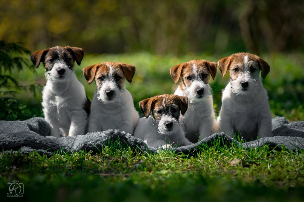 Джек Расел Тер'єр-цуценяна у відповідальні руки!