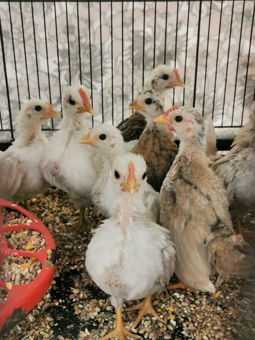 Seramas, as mais pequenas do mundo