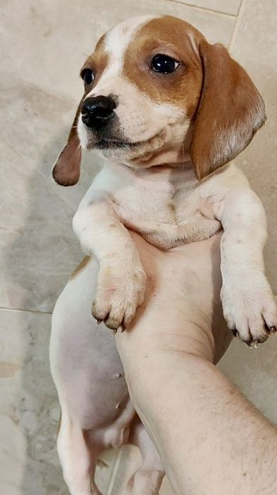 Кроличья такса пайболд с родословной