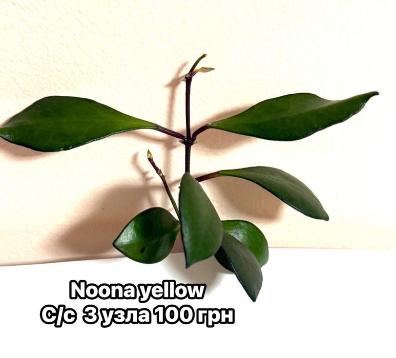 Densifolia , Noona , pachyclada, Pubicalyx,, Motoskii))