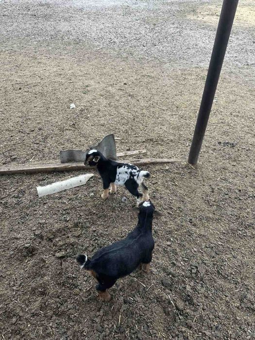 Камерунский козы карлики гномы