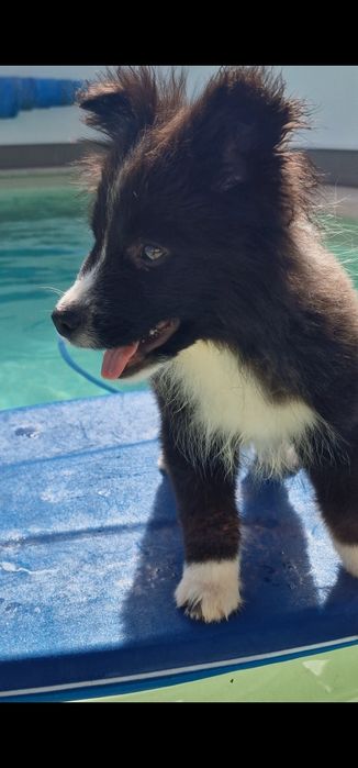 Último Border collie macho, linhagem de exposição