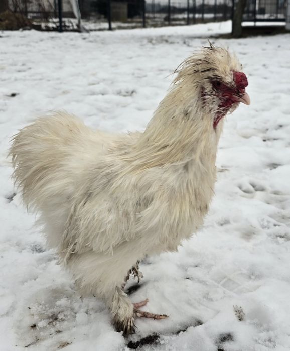 Slka jedbawista koguty