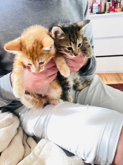 Kotki do adopcji