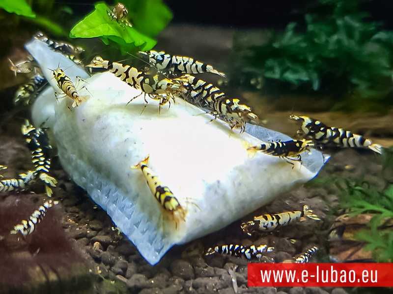 LUBAO 10+1 Azjatycki woreczek biologiczno-pokarmowy dla krewetek