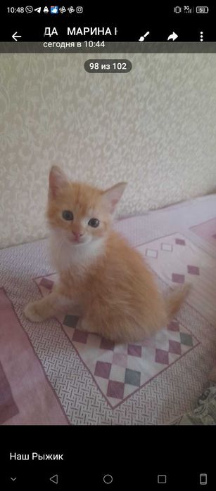 Грайливе руде кошеня шукає господаря!