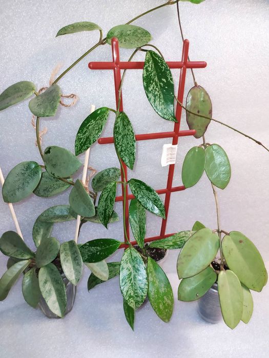 Хойї сільвер долар,нова гост,пубікаліс сільвер