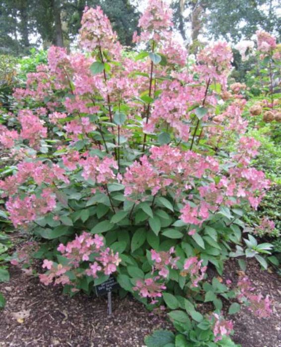 HORTENSJA EARLY SENSATION - sadzonki w doniczkach