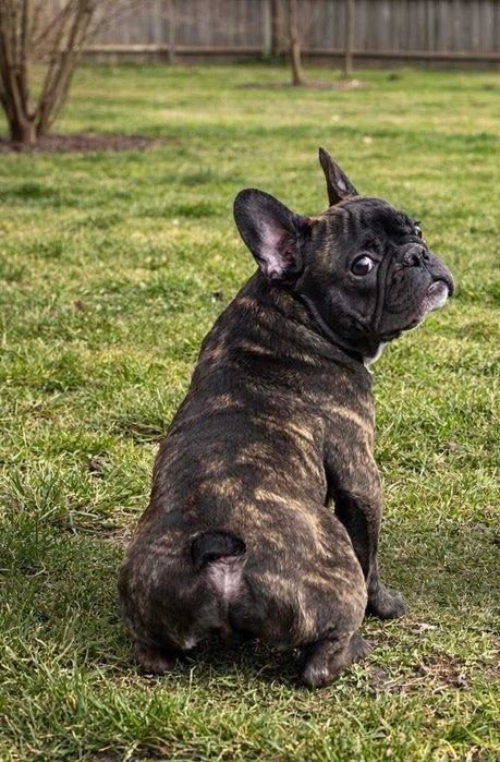 Buldog Francuski FCI ZkwP  Elitarne Pochodzenie