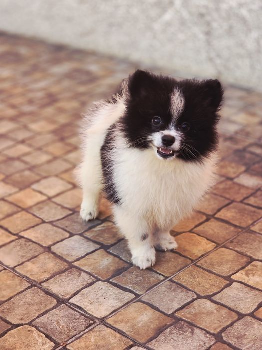 Spitz Lulu Macho