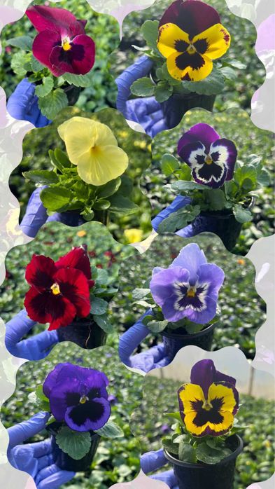 Маємо в наявності квіти,