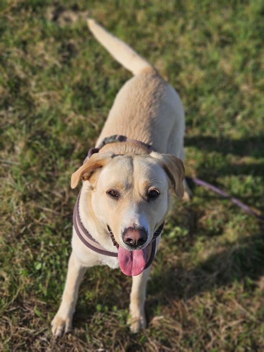 Mila - mega wesoła jakby labradorka. Adopcja