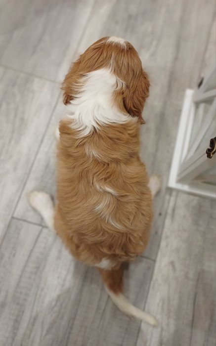 Cavalier King Charles Spaniel