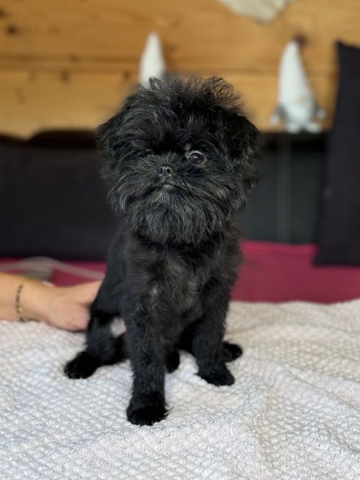 Pinczer małpi samiec sprzedam