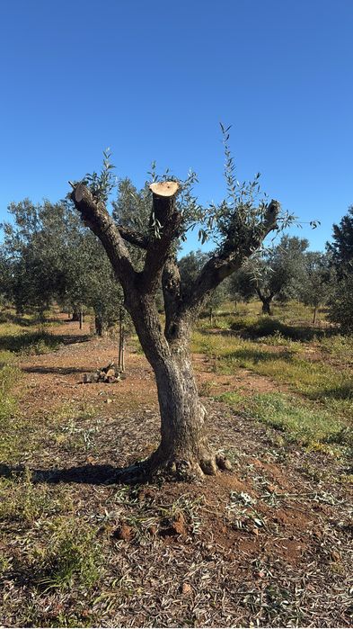 Oliveiras centenarias