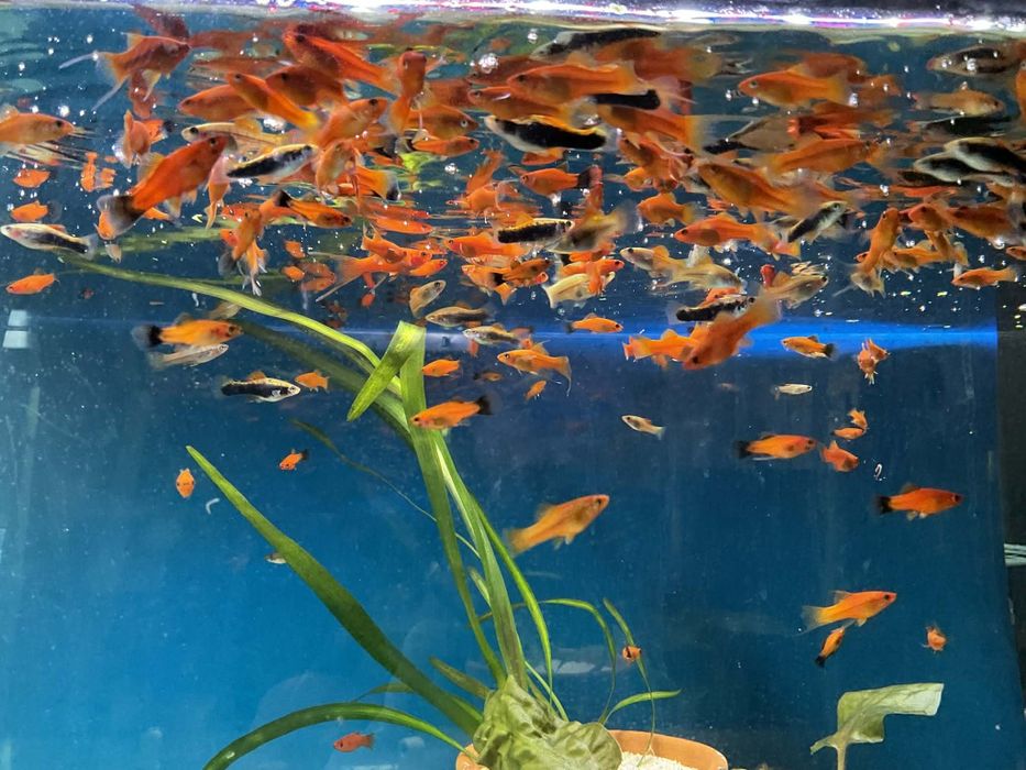 Rybki akwariowe mieczyki mieczyk