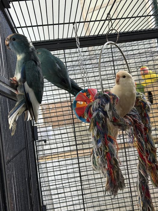 Varios kakarikis disponiveis