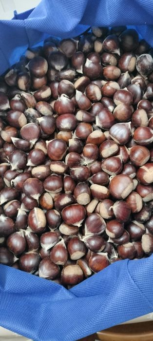 Castanhas biológicas
