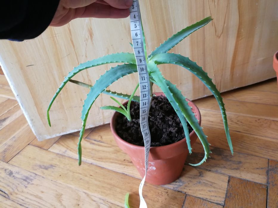 Aloes z sadzonką