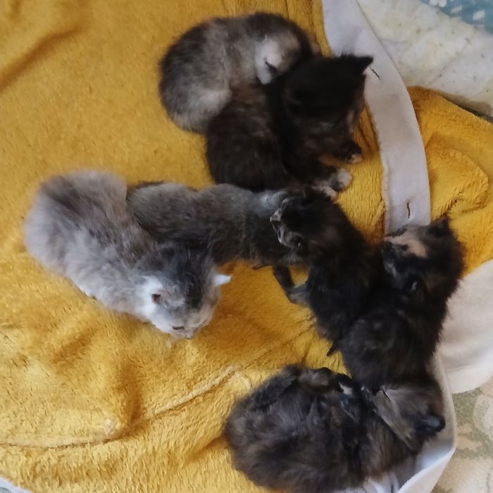 Віддам гарних котиків
