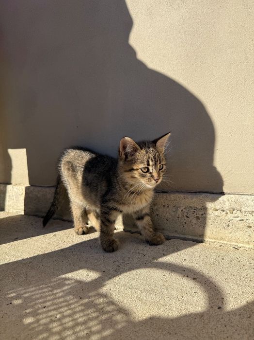 Тварини коти безкоштовно