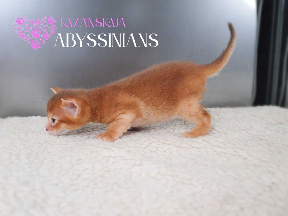 Гарнюня хлопчина абісинська кішка кошеня
